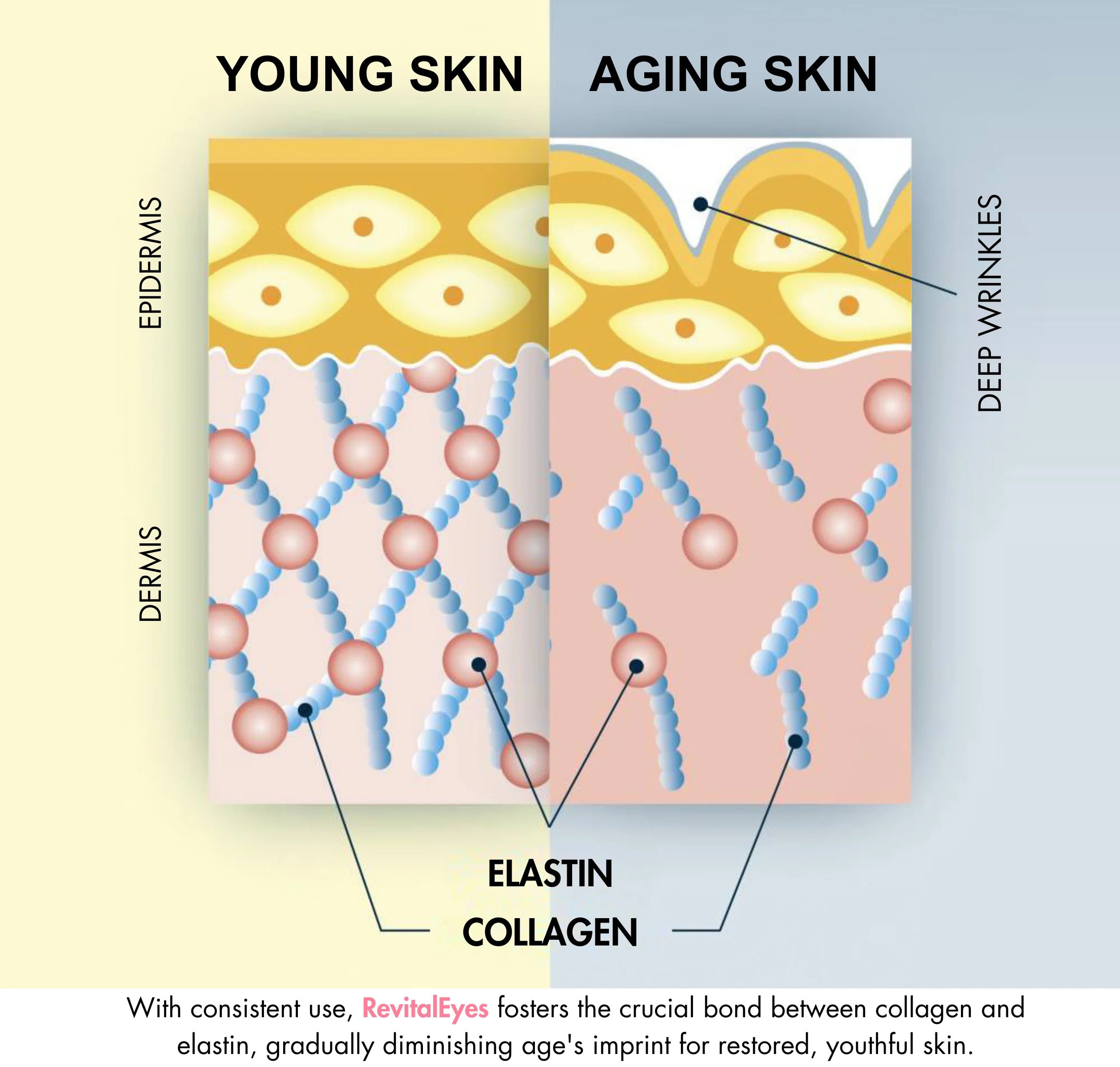 Diagram comparing young skin with aging skin, highlighting collagen and elastin.
